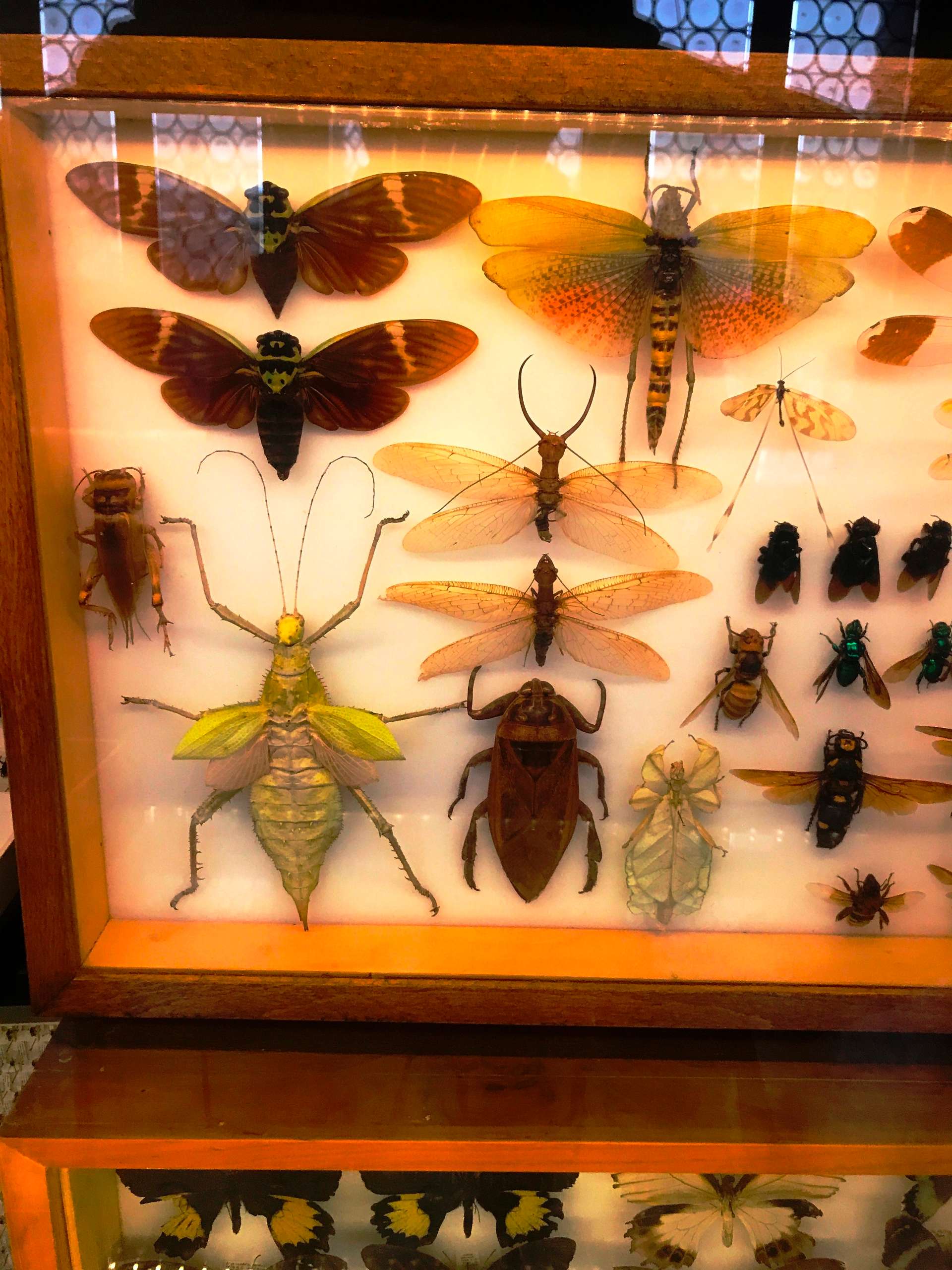 Natural History Museum insects collection