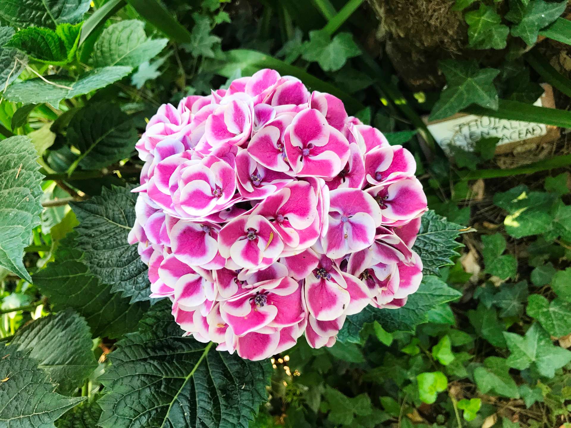 Anacapri - Villa San Michele's Gardens flowers