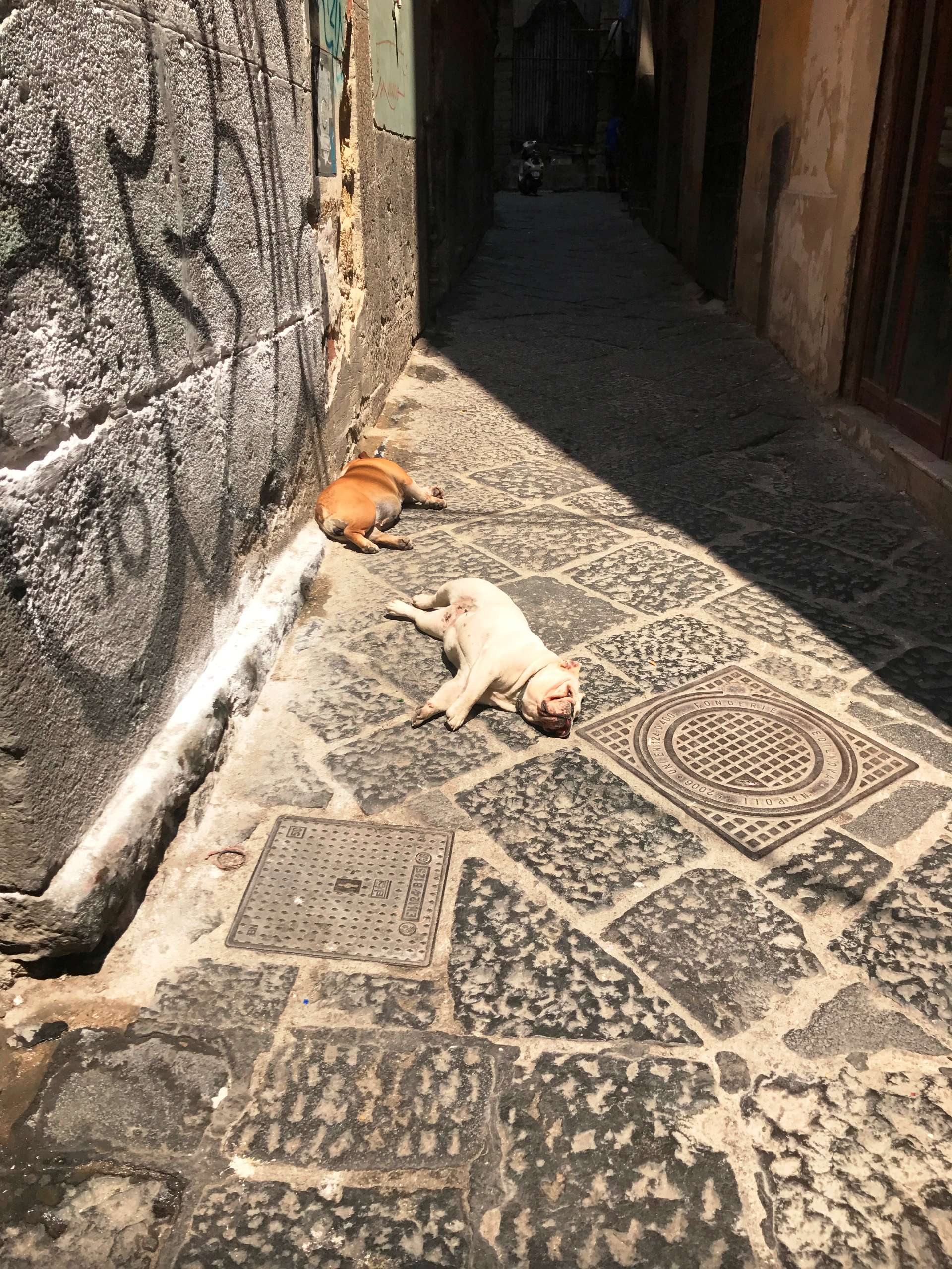 Naples Via dei Tribunali Dogs Via dei Tribunali Dogs