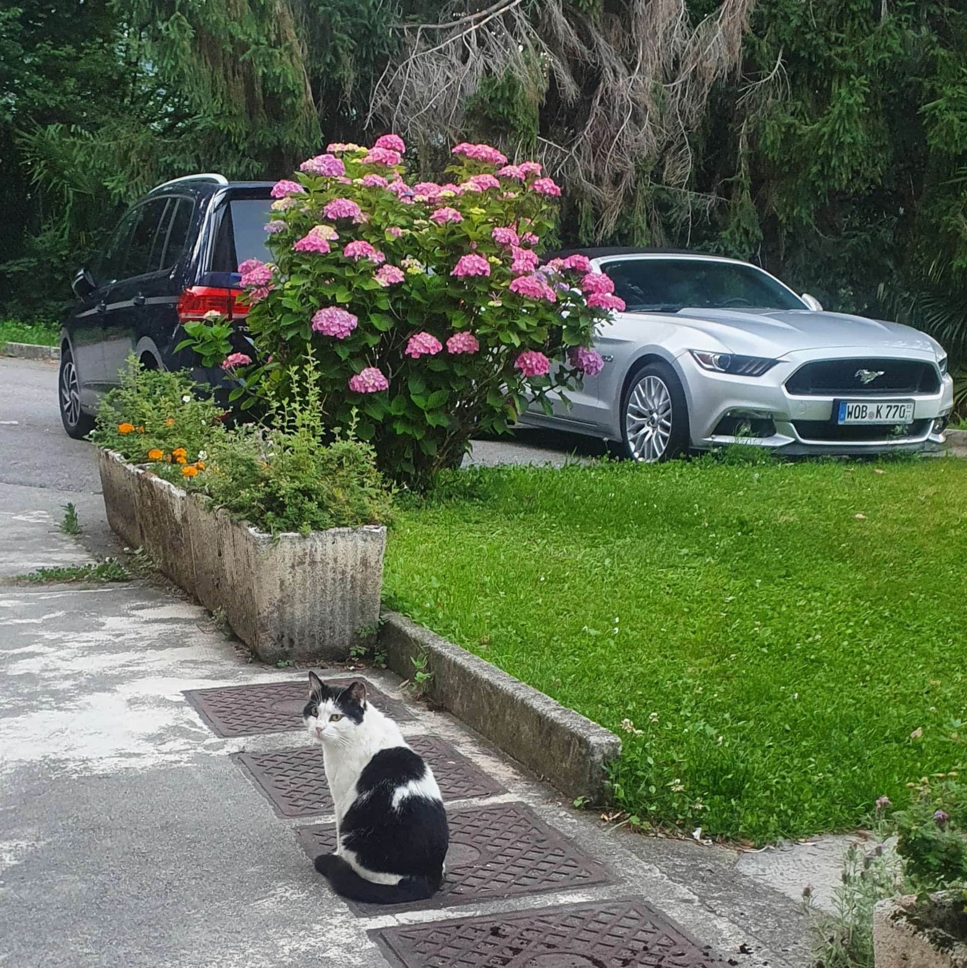Menaggio cat at the accommodation garden