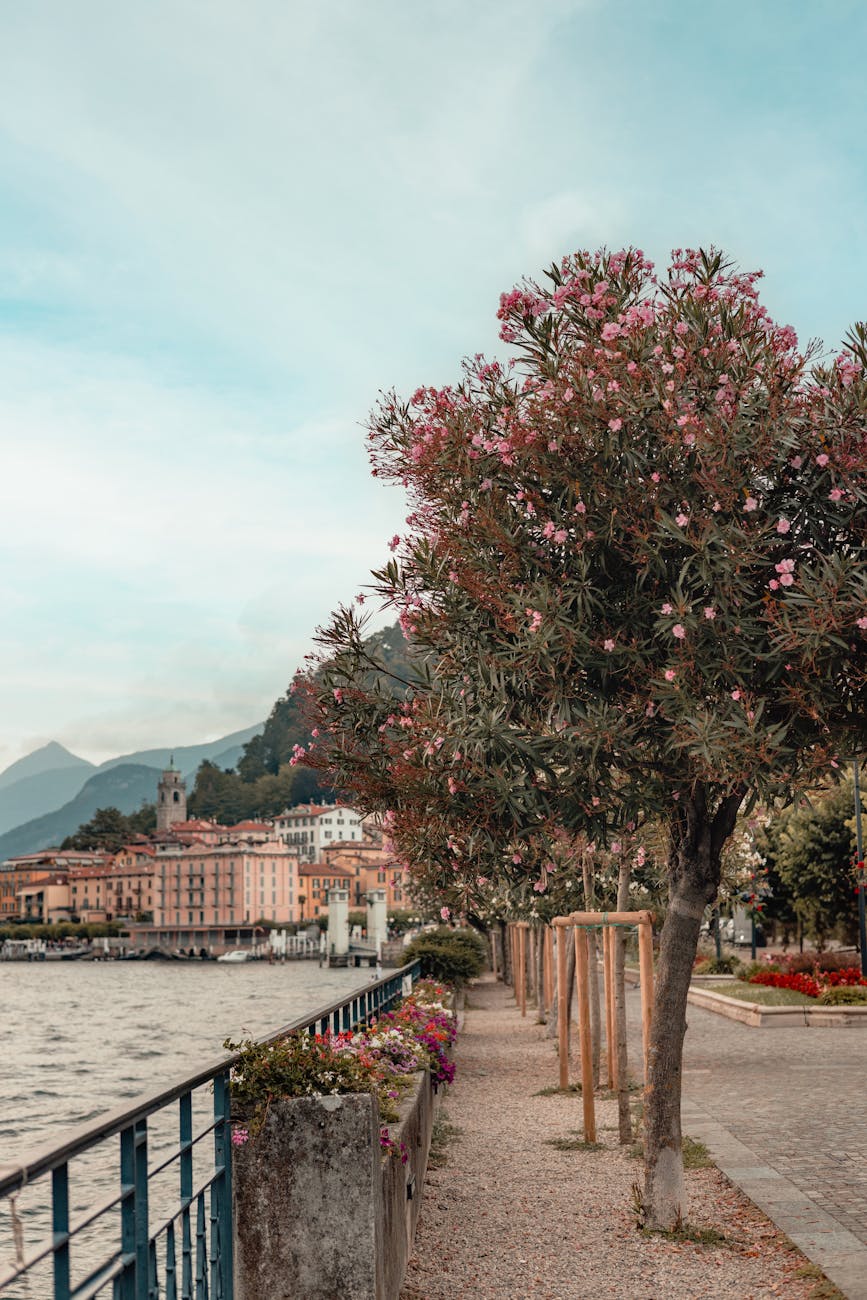 Lungolago Europa, Bellagio- Photo by Tetyana Kovyrina on Pexels.com, promenade lined with oleander trees along lake como in bellagio italy